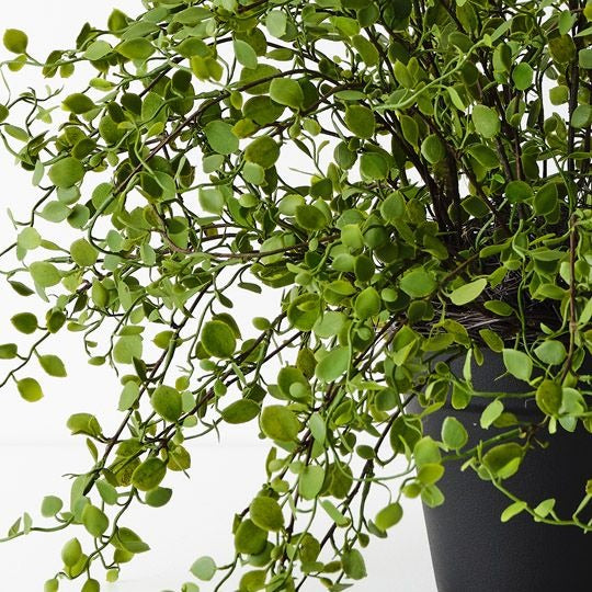 Maidenhair Vine Plant 36cm / Green
