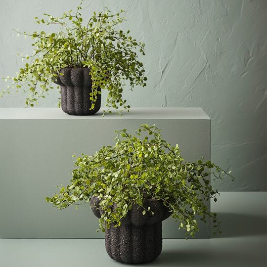 Maidenhair Vine Plant 36cm / Green