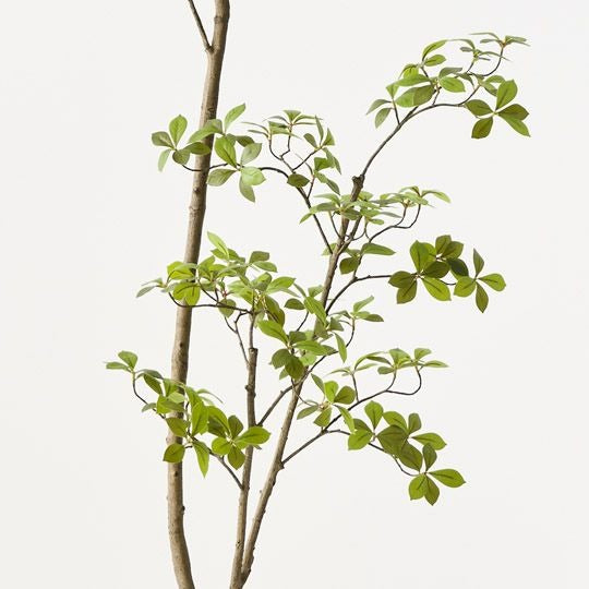 Cape Jasmine Tree 200cm / Green