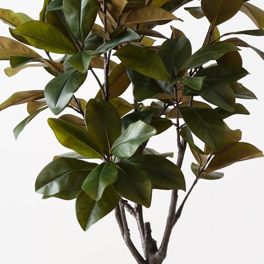 Rubber Tree 160cm / Green