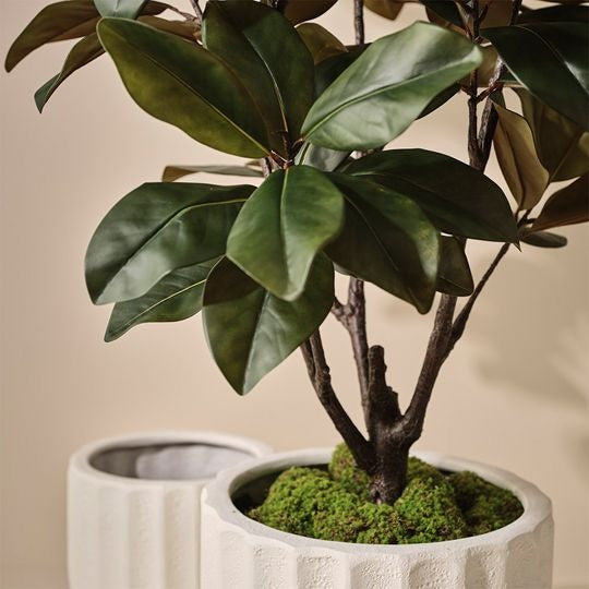 Rubber Tree 160cm / Green