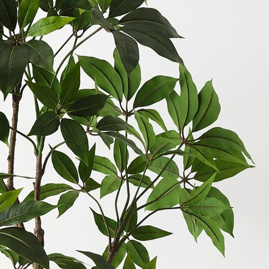 Pachira Aquatica Tree 190cm / Green