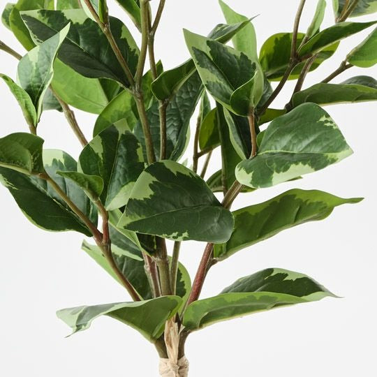 Ficus Leaf Bundle 47cm / Variegated