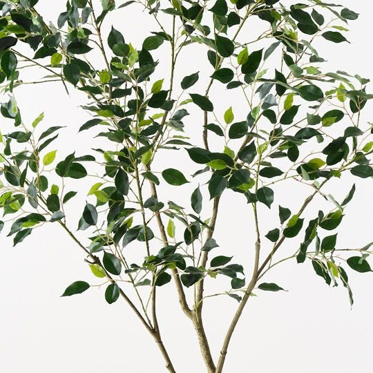 Ficus Tree 210cm / Green