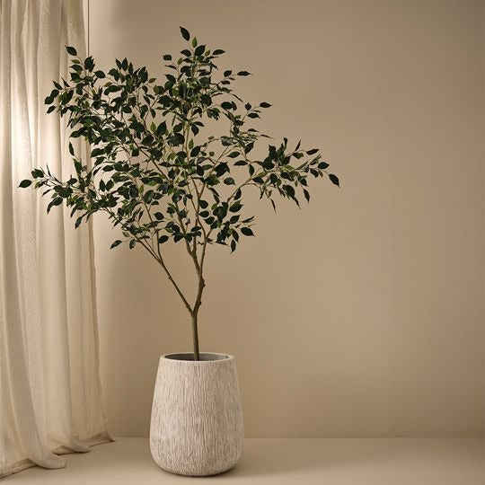 Ficus Tree 210cm / Green