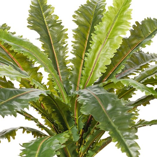 Fern Asplenium Plant 66cm / Green