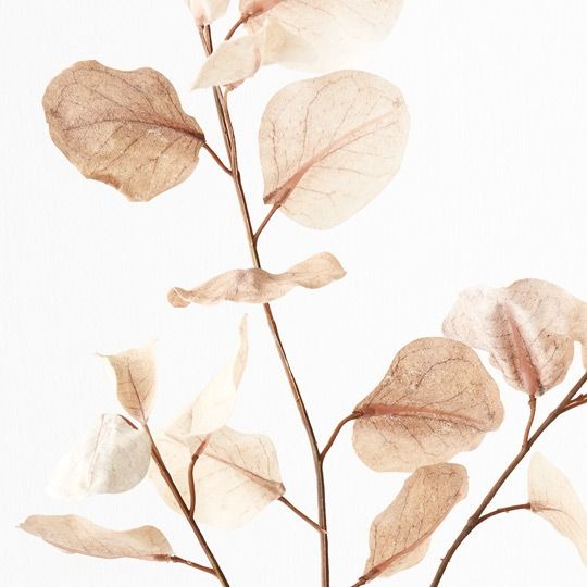 Eucalyptus Spray 96cm / Cream