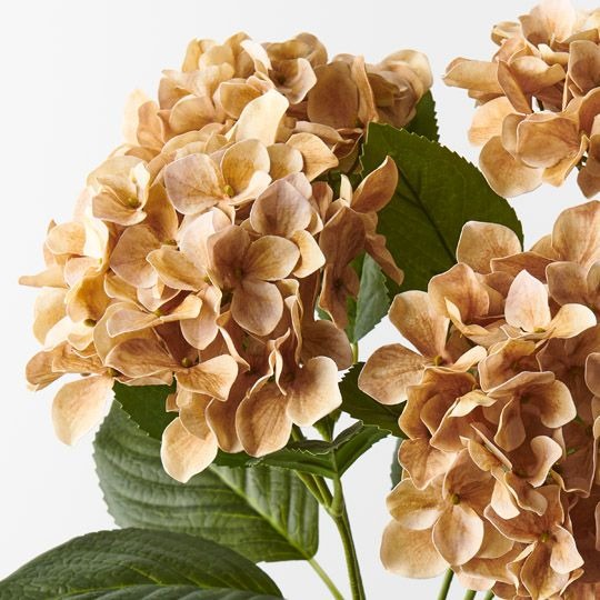 Hydrangea Bush 50cm / Coffee