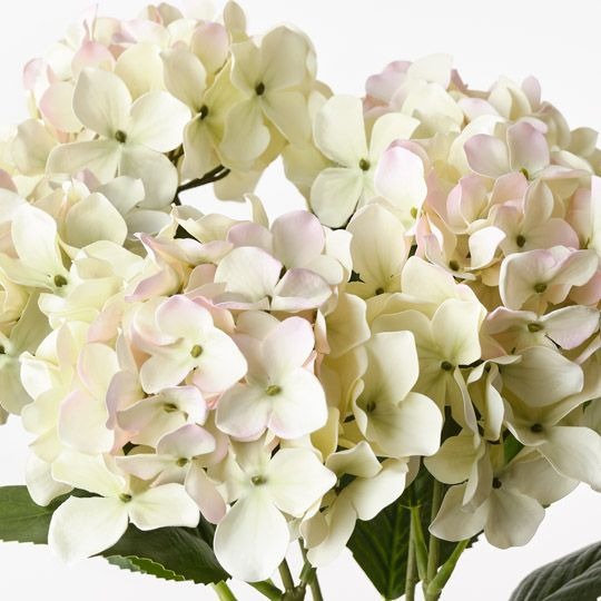 Hydrangea Bush 50cm / Cream Pink