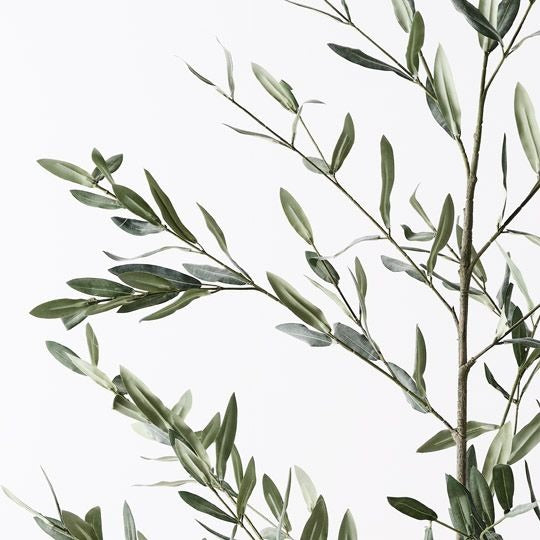 Olive Leaf Branch 180cm / Green