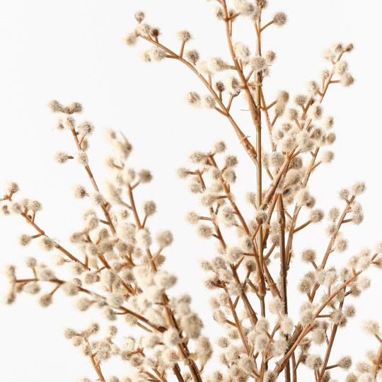Wattle Bush 48cm / Natural