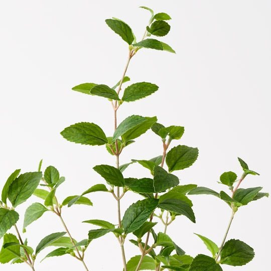 Mint Plant