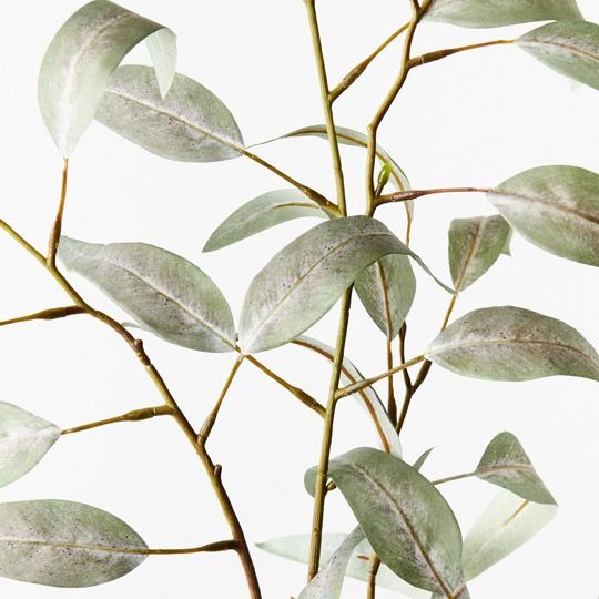 Eucalyptus Long Leaf Spray 94cm / Grey Green