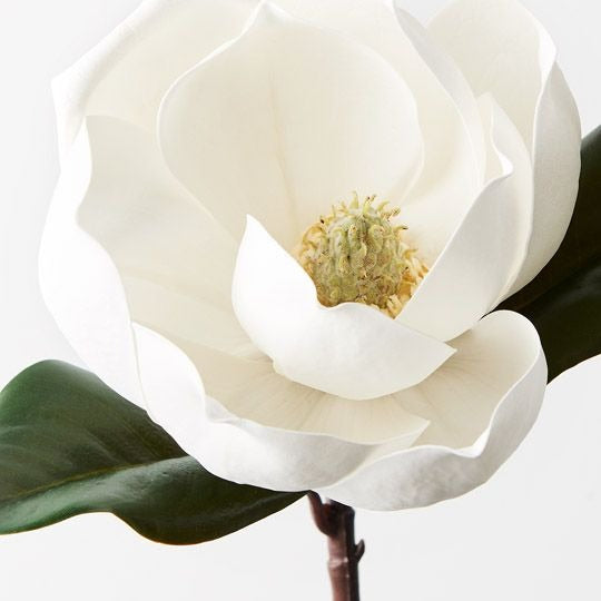 Magnolia 35cm / White