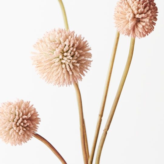 Billy Button Bundle 48cm / Light Pink