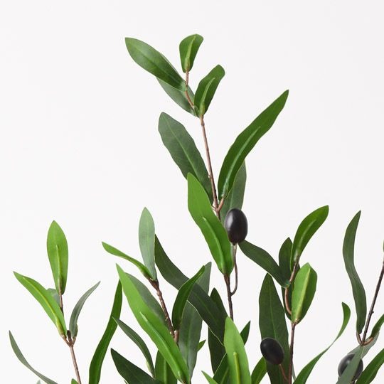 Olive Tree 73cm / Green