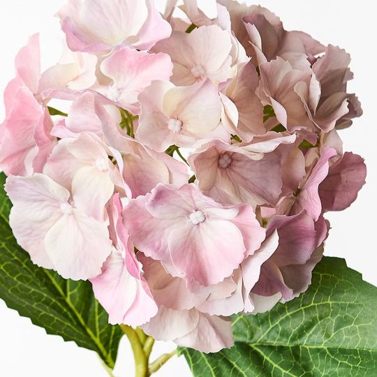Hydrangea 52cm / Light Pink