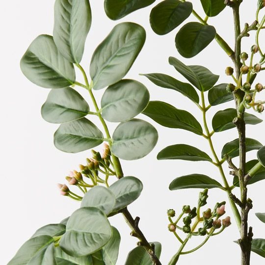 Cassia Seed Spray 71cm / Green Grey