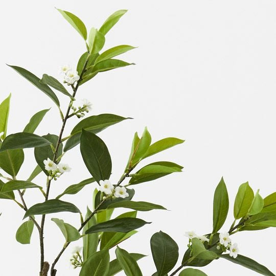Orange Blossom Tree / 120cm