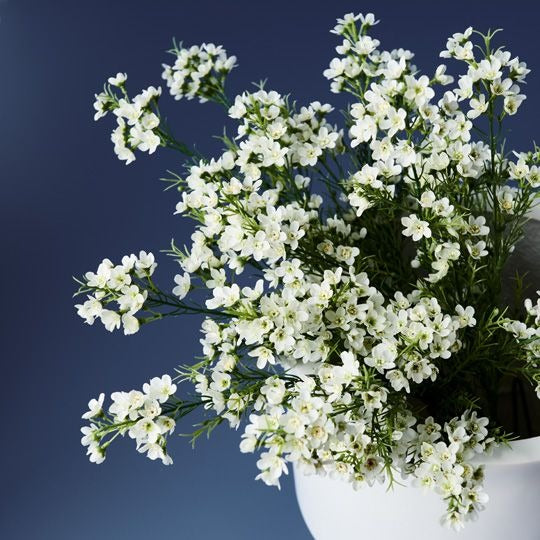 Wax Flower Spray 66cm / White