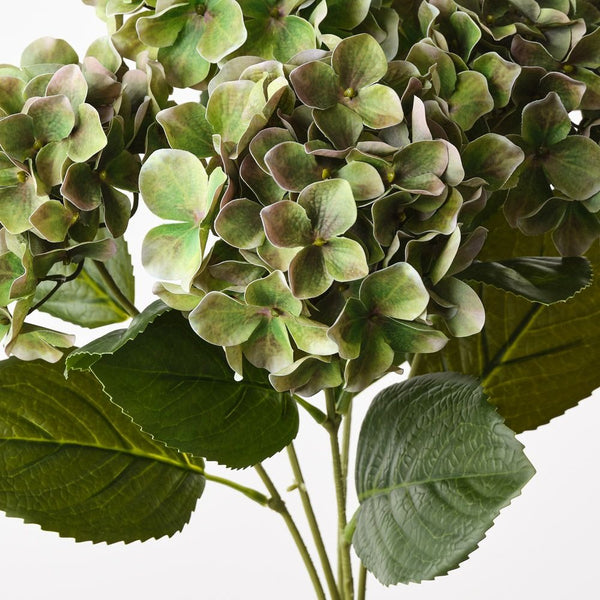 Hydrangea Bush 50cm / Green Brown