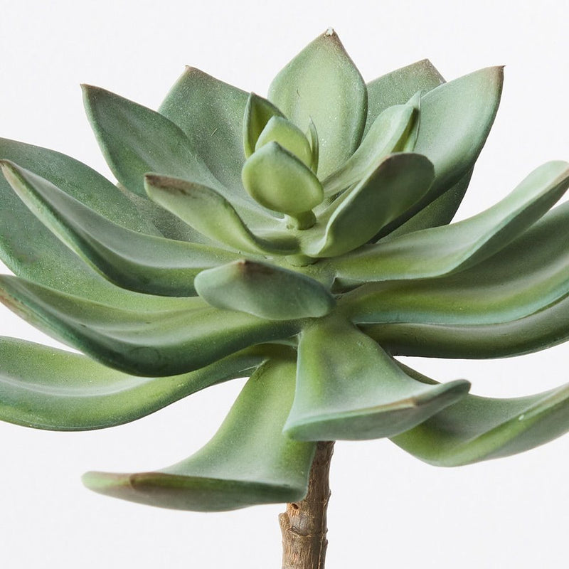 Echeveria 14cm  / Green Red