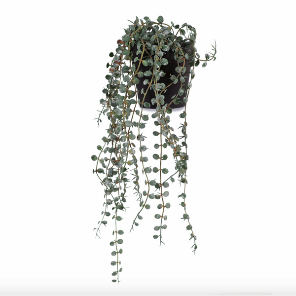 Button Fern  Hanging Bush Pot 40cm /  Dark Green