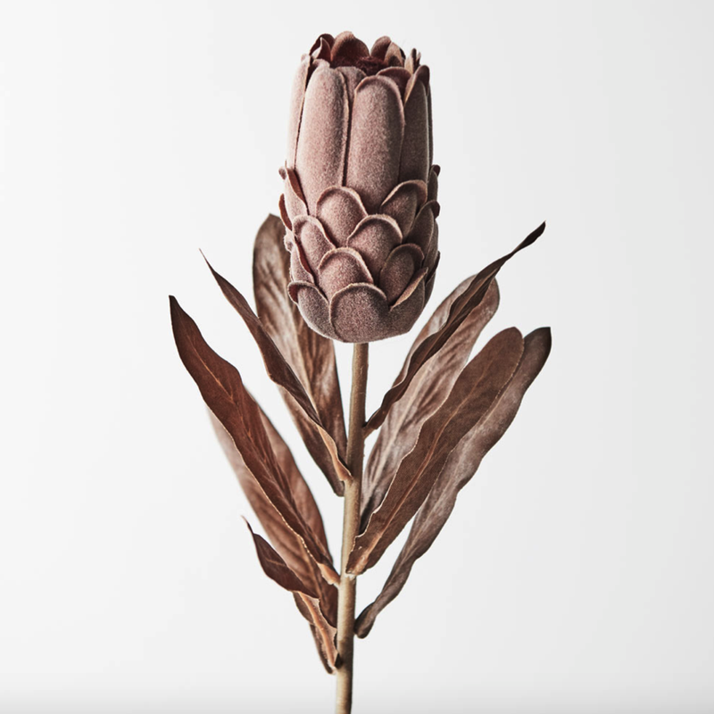 Protea Brown 69cml