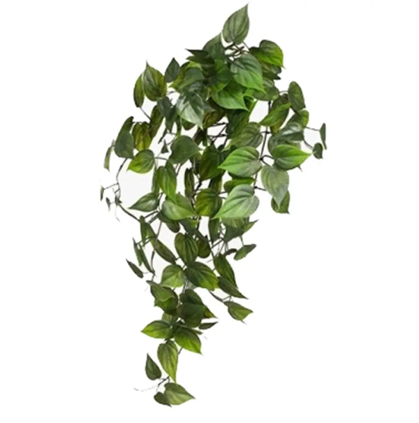 Philodendron Hanging Bush Green 81cm