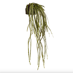 Rhipsalis Hanging Soil Green 97cml