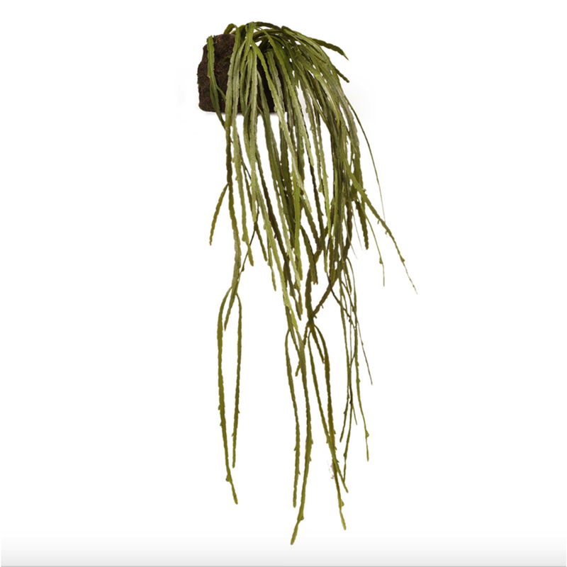 Rhipsalis Hanging Soil Green 97cml