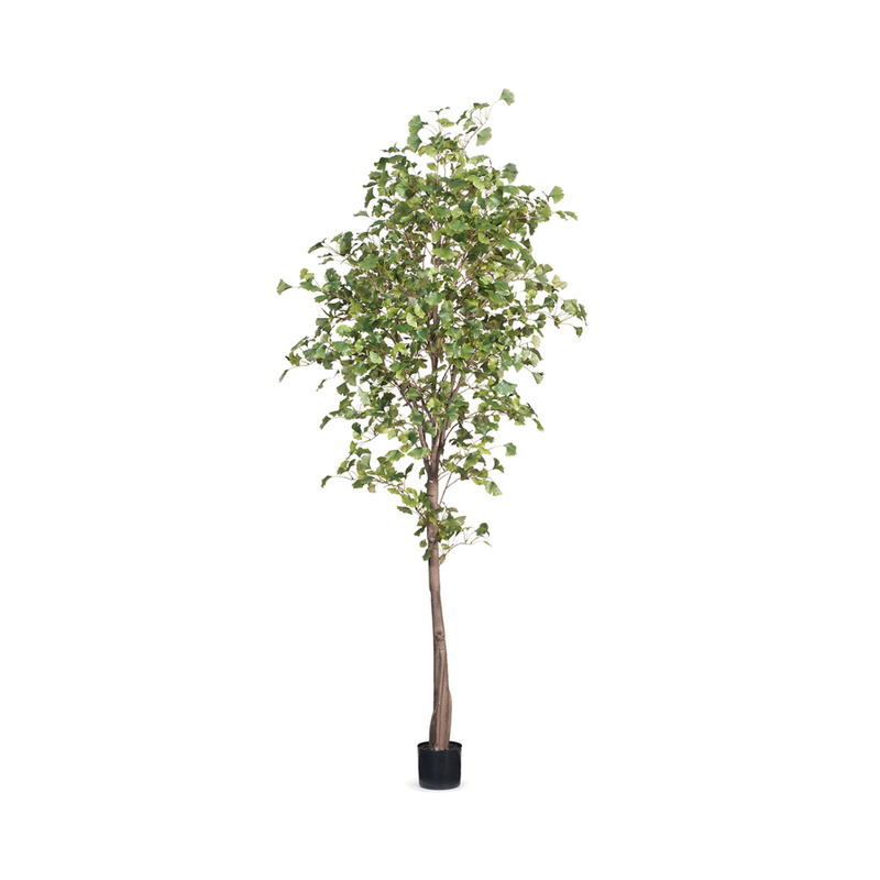 Gingko Tree / Green 243cm