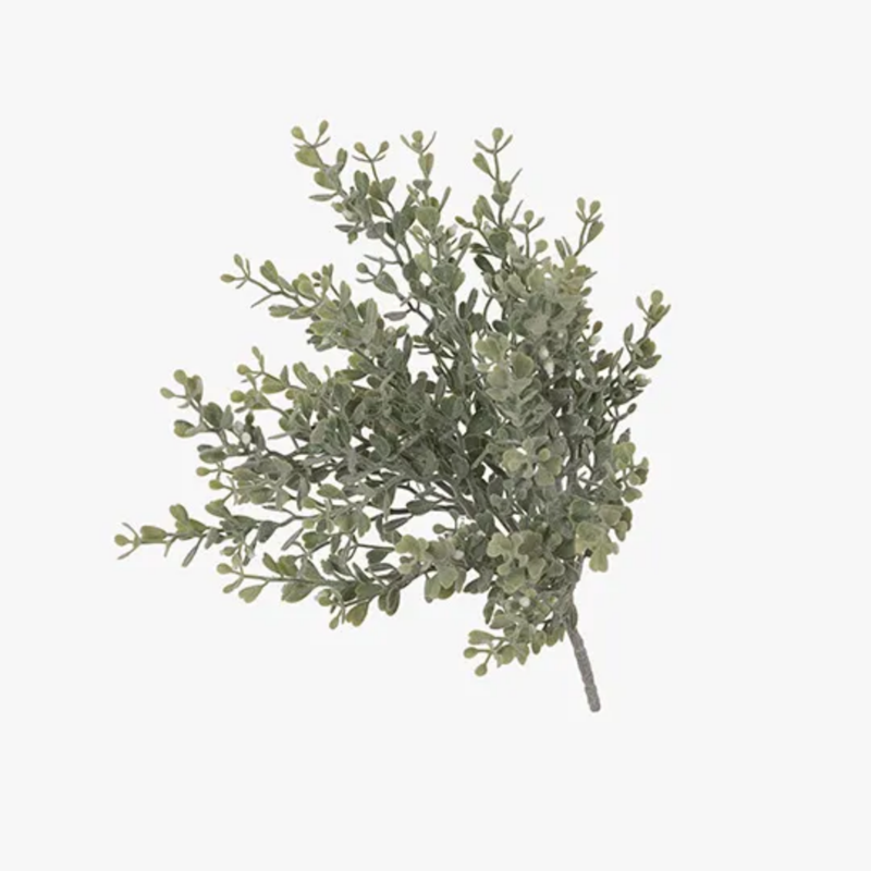 Boxwood Berry Bush  28cm  / Grey Green