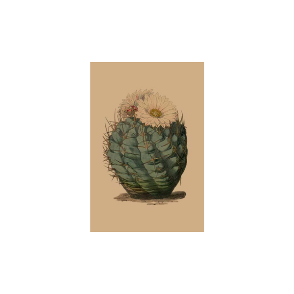 Parodia Cactus Card