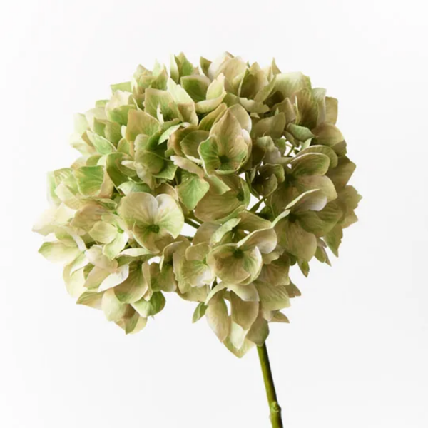 Hydrangea / Green