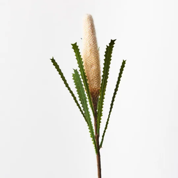 Banksia Pencil Cone / Cream