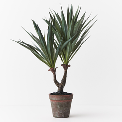 Agave Sisalana Plant Green