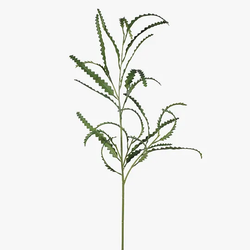 Banksia Leaf Spray