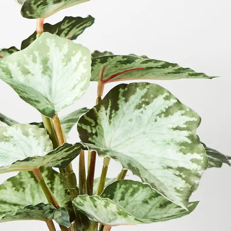 Begonia in Pot