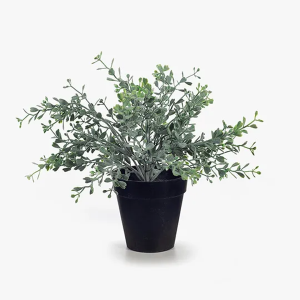 Boxwood Berry Bush in Pot Green Grey 24cm