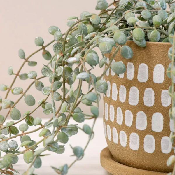 Button Fern  Hanging Bush Pot 40cm /  Dark Green