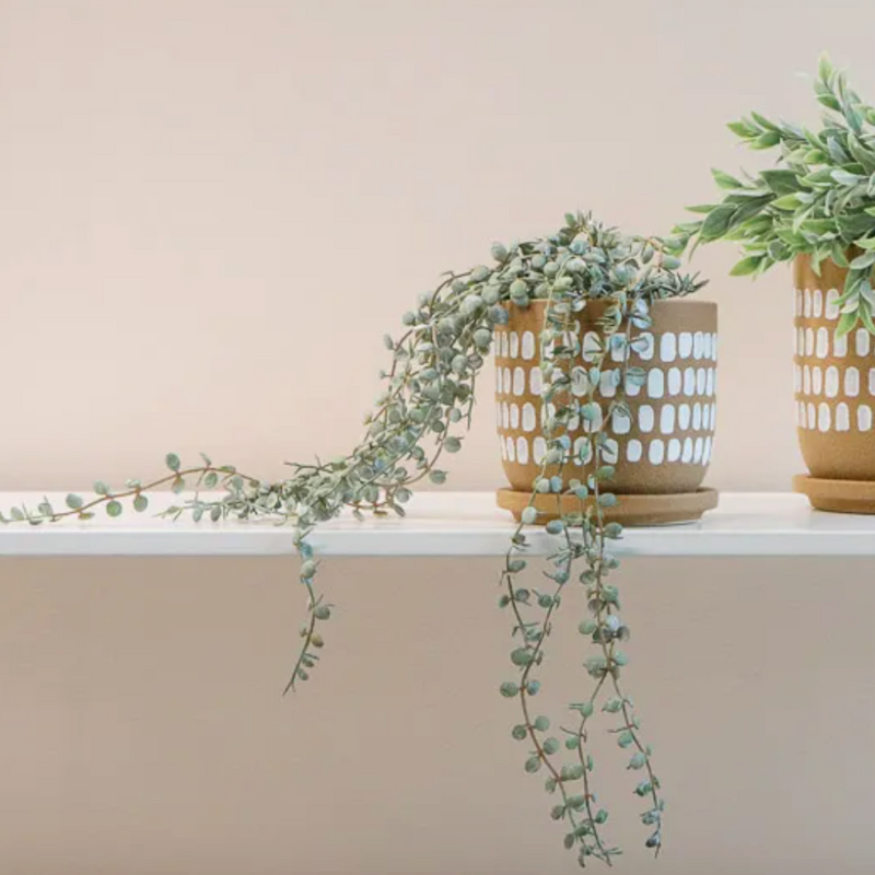 Button Fern  Hanging Bush Pot 40cm /  Dark Green
