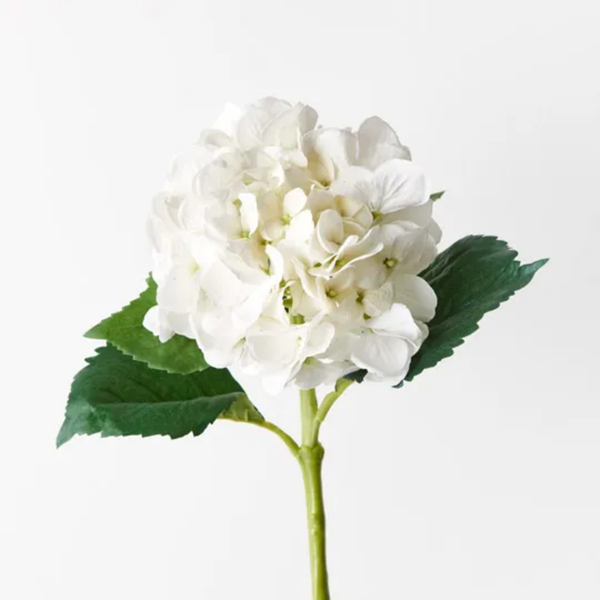 Hydrangea Water Stem / White