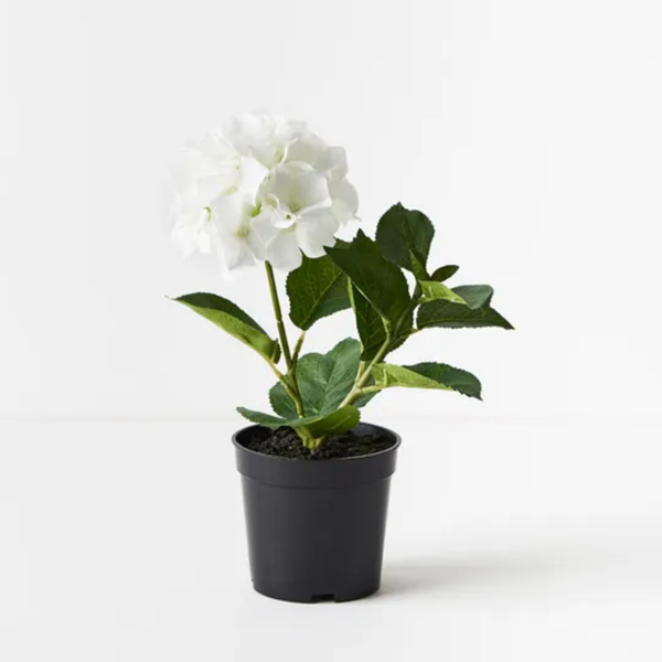 Hydrangea Plant 30cm / White