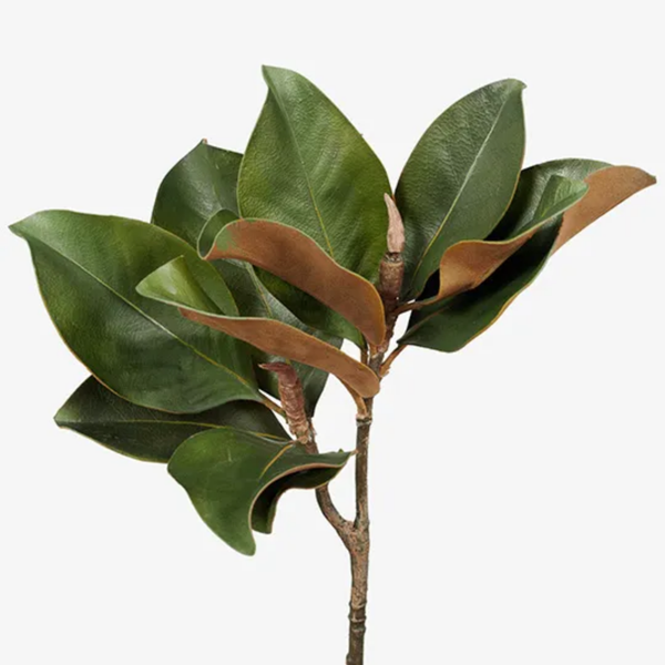 Magnolia Foliage 63cm / Green