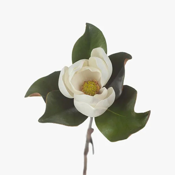 Magnolia / Winter White