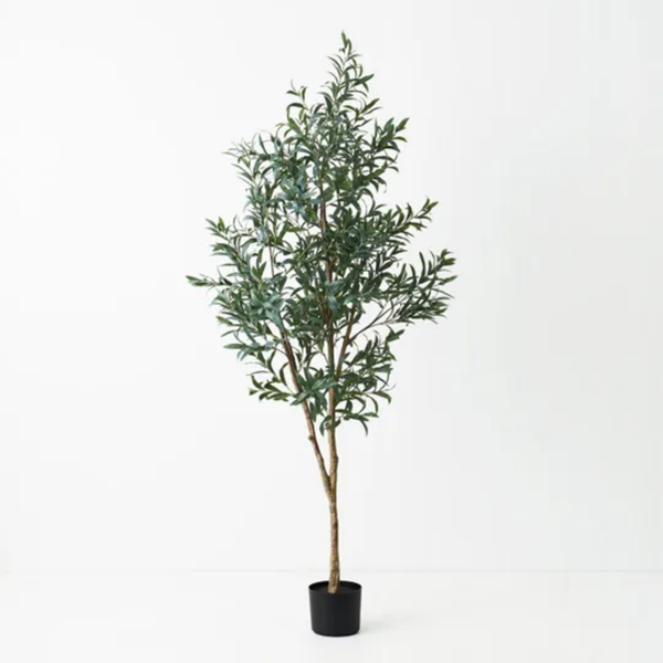 Olive Tree 200cm / Grey