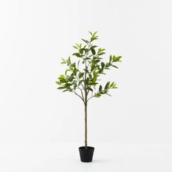 Orange Blossom Tree / 120cm