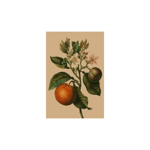 Orange Tree Card