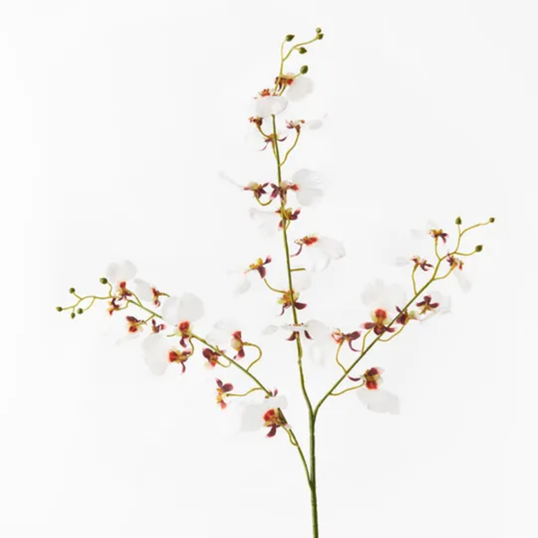 Orchid Dancing 98cm / White